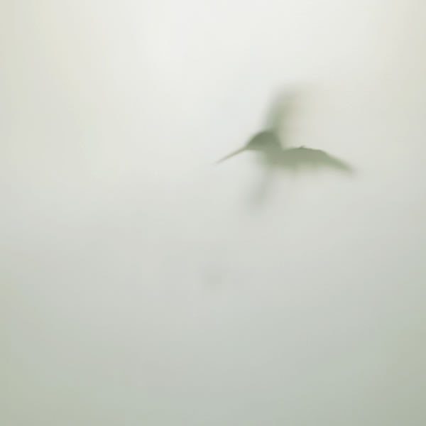 Lost Birds 002