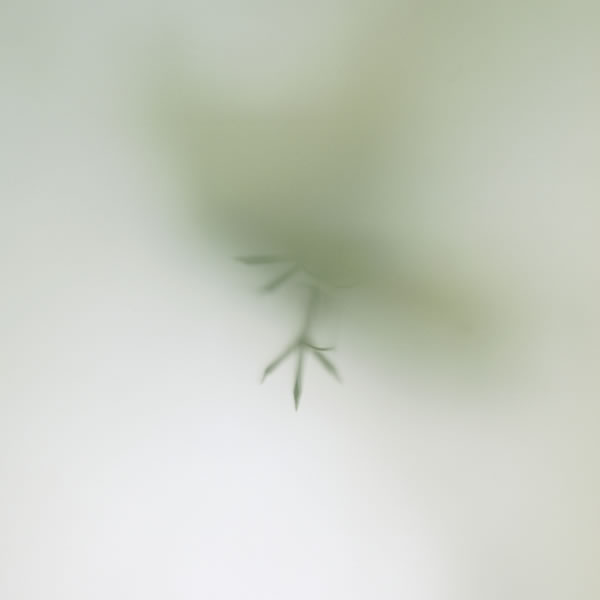 Lost Birds 003
