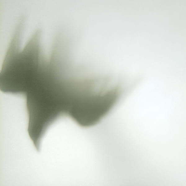 Lost Birds 008