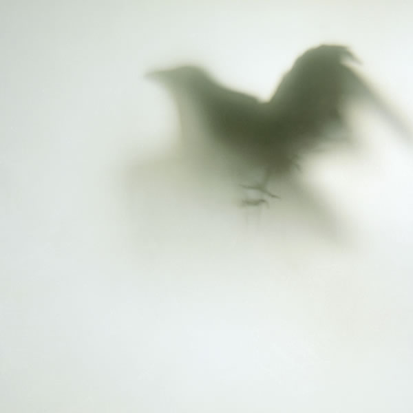Lost Birds 009