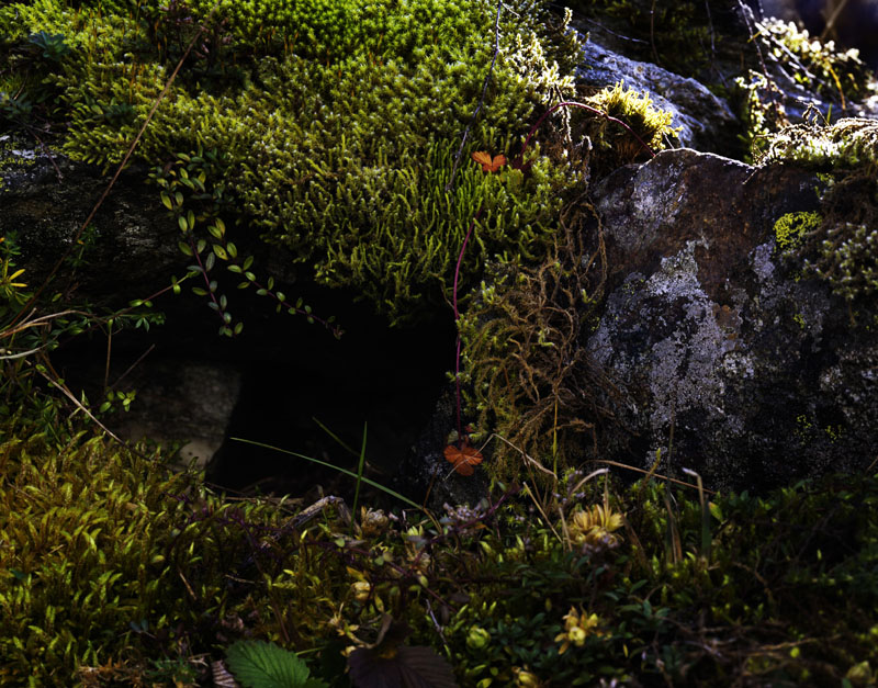Rabbit Holes 005