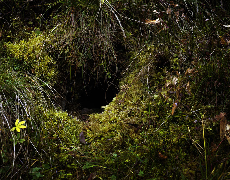 Rabbit Holes 009